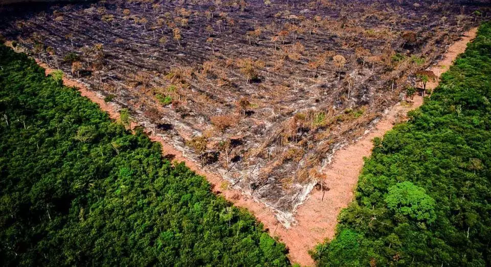 Só 17,9% dos portugueses avaliam que desmatamento na Amazônia melhorou com Lula