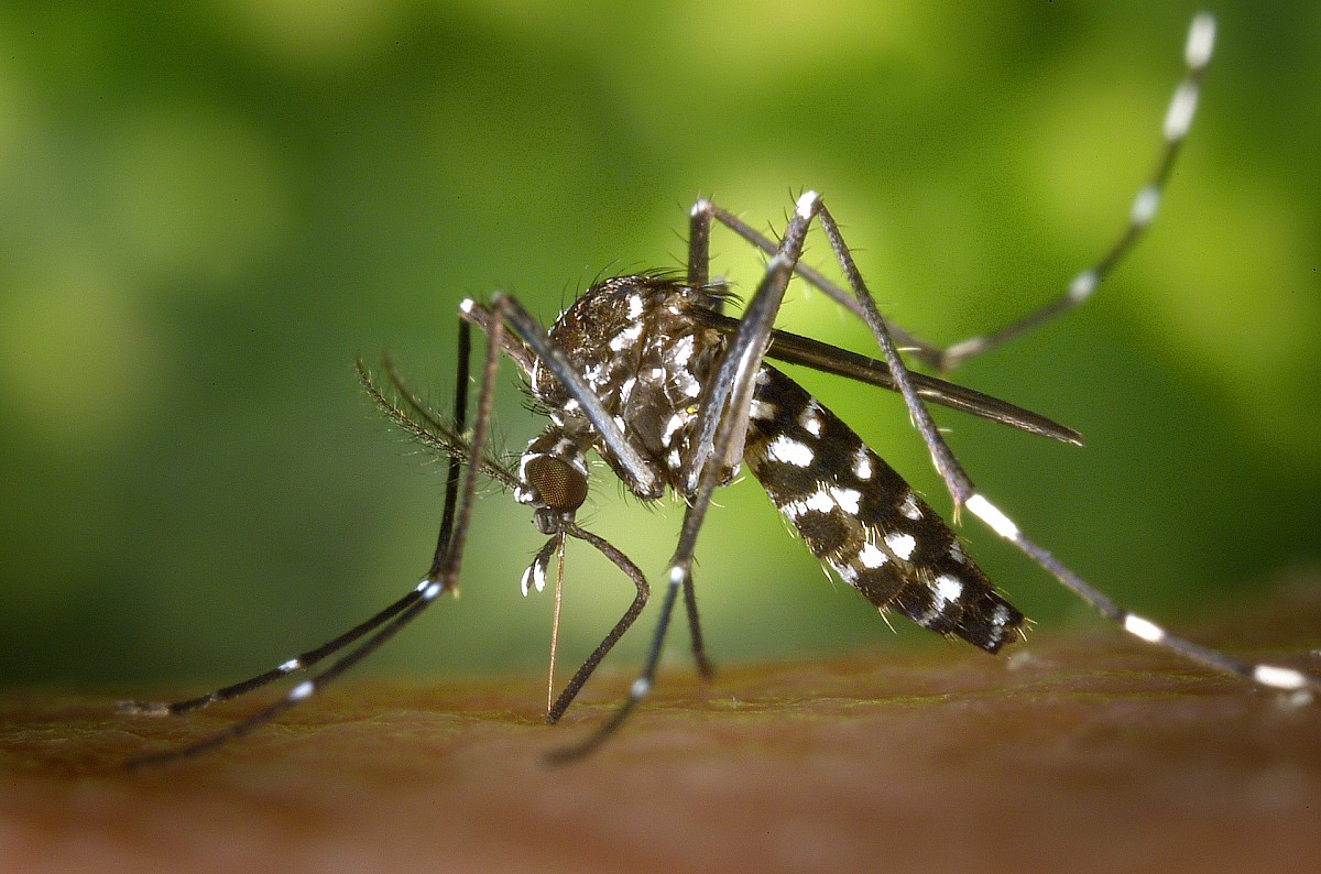 Brasil ultrapassa 500 mil casos prováveis de dengue em 2024, e ja existe Vacina…