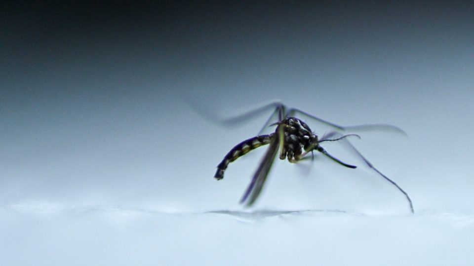 Brasil bate 1 milhão de casos de dengue e pressiona governo por soluções