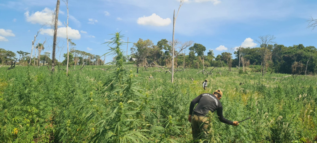 Senad e Polícia Federal brasileira eliminaram 441 toneladas de maconha em 5 dias