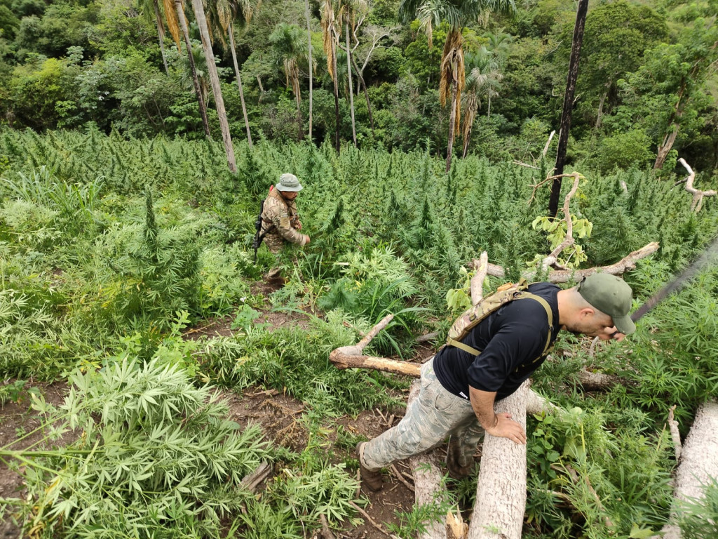 Senad destrói mais de 15 toneladas de maconha que seriam enviadas para o Brasil