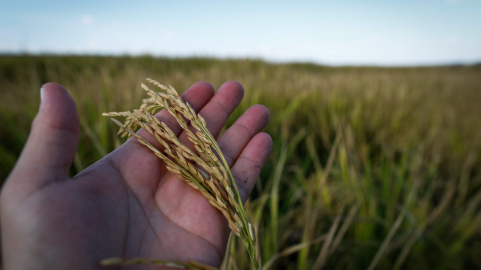 Não vai faltar arroz no Brasil, apesar do governo Lula criar alarme no mercado