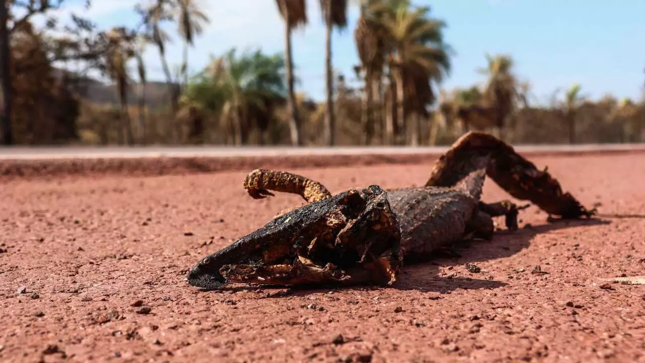 Na rodovia de acesso ao Pantanal, cemitério de animais é sinal de que fogo não é o único problema