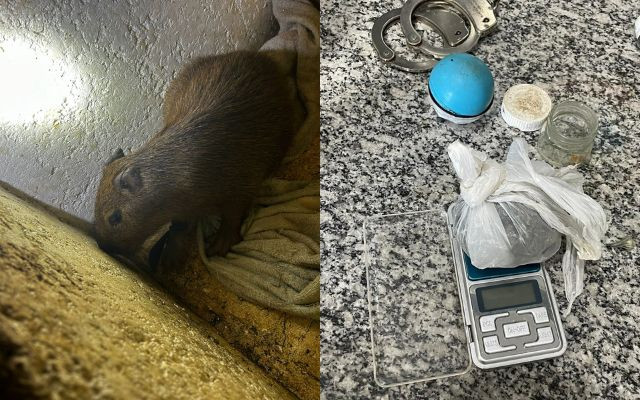 Idoso que criava capivara em cativeiro é preso por de tráfico de drogas na Vila Santa Catarina