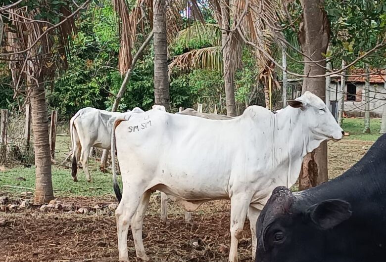 Homem é preso em propriedade rural por receptação de gado furtado