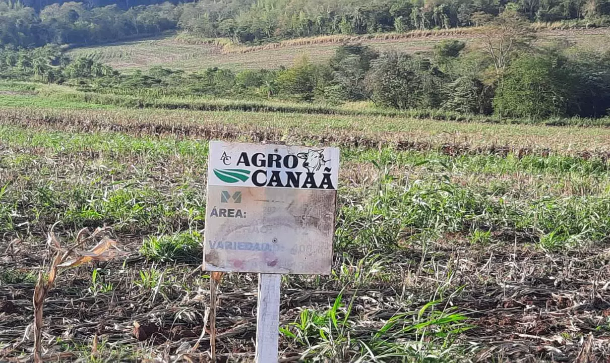 Agência paraguaia encontra roças de maconha em fazenda de empresário presoEstância Agro Canaã, a 40 km da linha internacional, pertence a Marcel Martins Silva, de Dourados