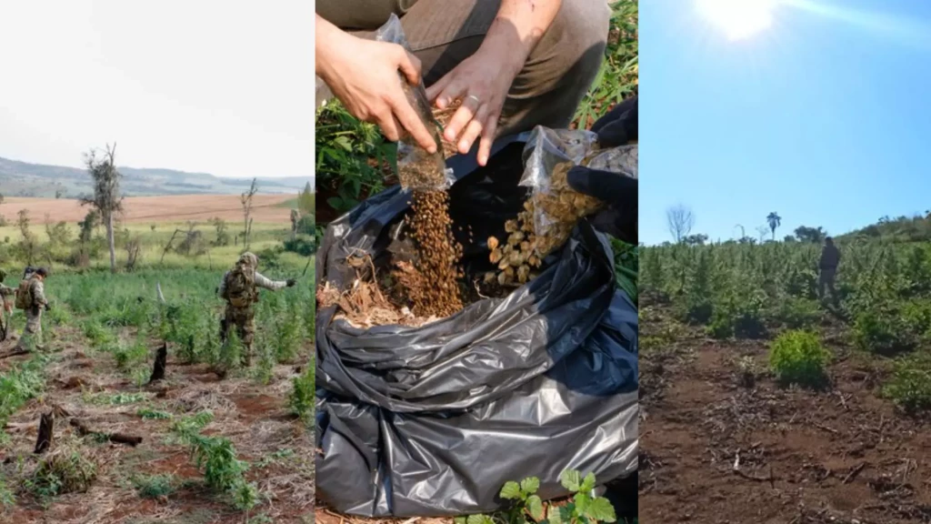 Nova Aliança destrói acampamentos e plantações de maconha na fronteira