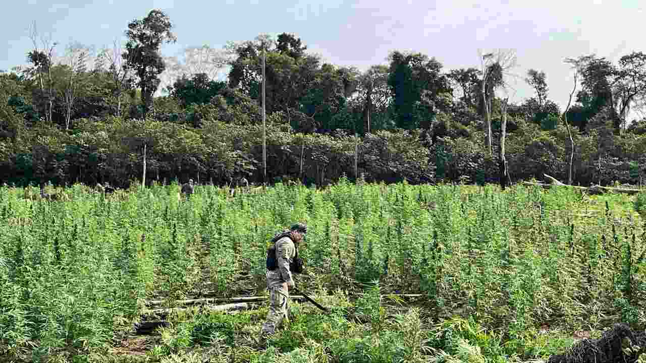 Operação na fronteira com MS mapeia e destrói quase 100 toneladas de maconha