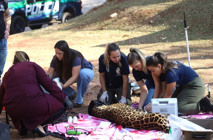 Onça-pintada Miranda passa por exames e continua em tratamento no Ayty