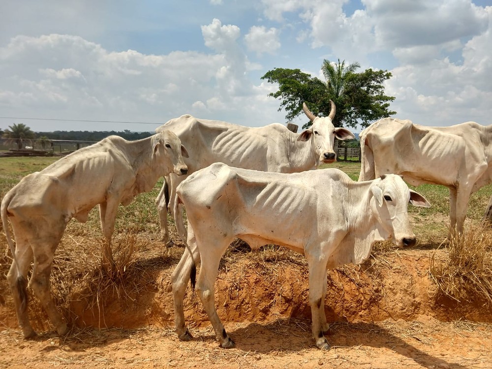 Proprietário rural é preso por maus-tratos e morte de 50 gados