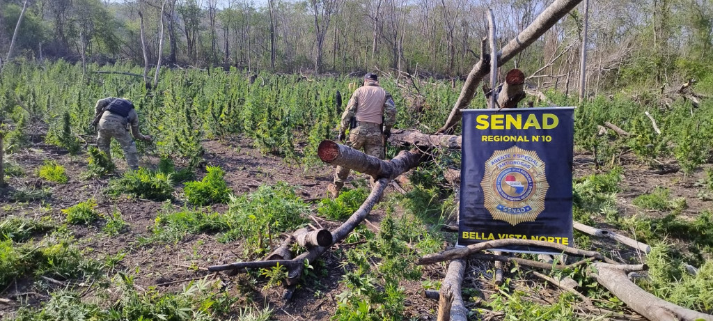 Senad elimina lavoura de maconha na fronteira com Bela Vista