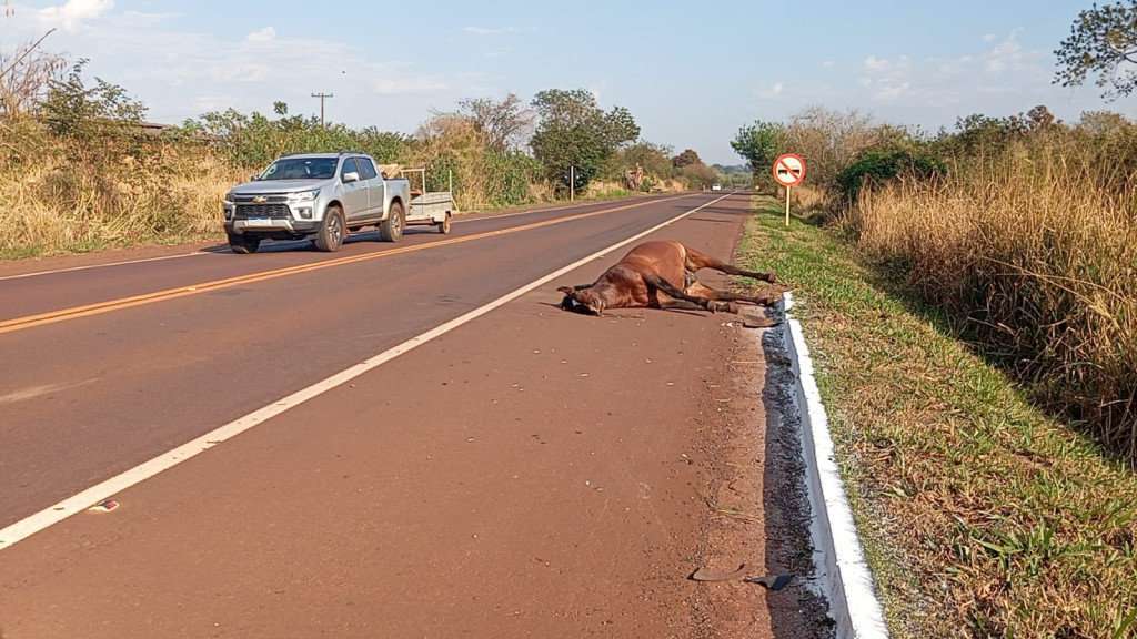 Cavalo é encontrado morto após ser atropelado por carreta em Dourados