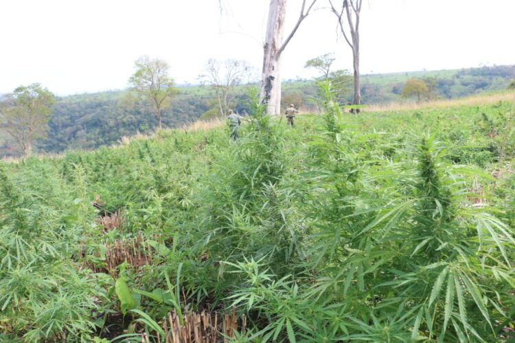 Ação conjunta destrói 100 toneladas de maconha na fronteira com MS